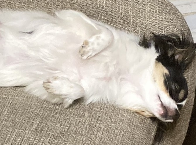 へそ天パピチワ犬のおはぎ