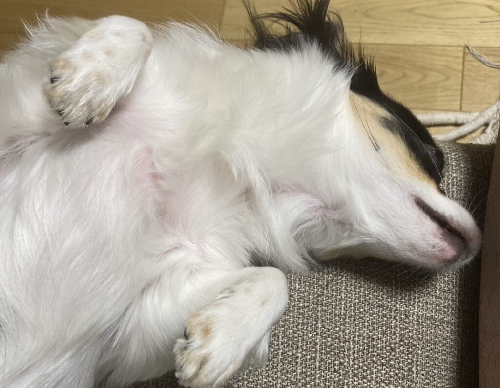 爆睡するパピチワ犬おはぎ