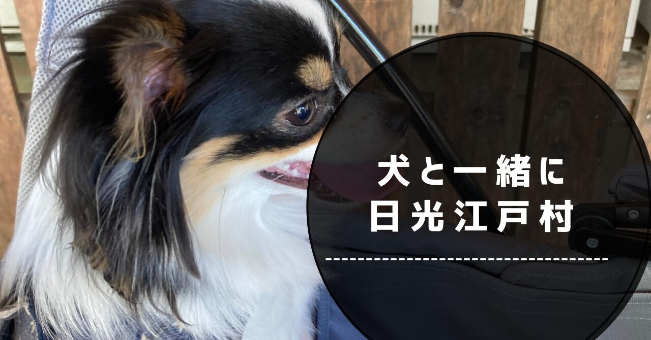 日光江戸村に行くパピチワ犬おはぎ
