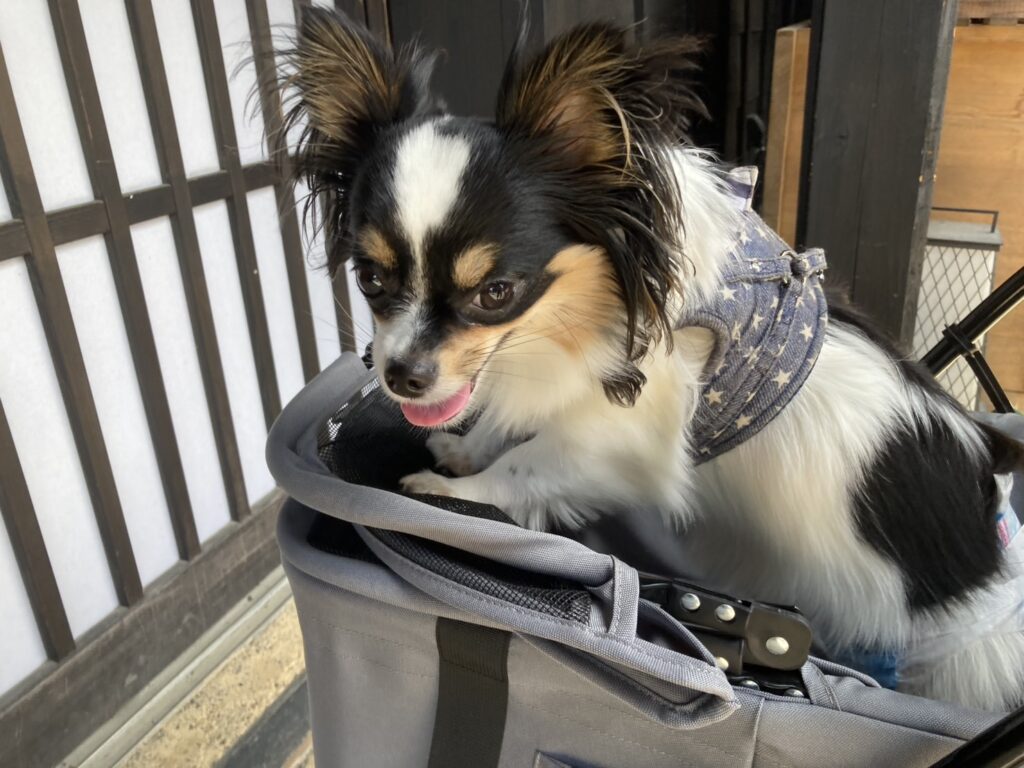 外で待つパピチワ犬おはぎ