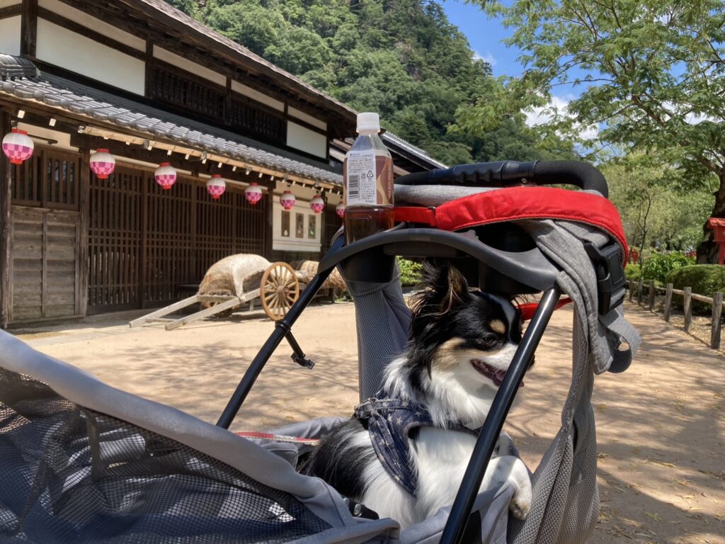 カートに乗るパピチワ犬おはぎ
